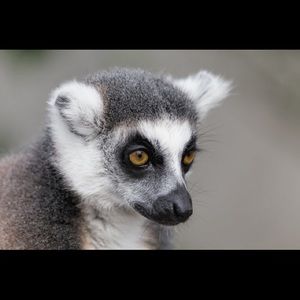 Meet your Posher, Loren jdpr